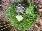 Hermanns : Young approx 1.5 years old (Secret)